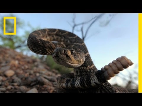 National Geographic Live! - Joel Sartore: The Snake Show