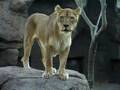 天王寺動物園のメスライオン