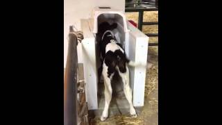 Id Tek Auto Calf Feeder In Use Call Joan Hohag 763 658 4882 Youtube