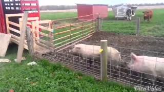Easiest Way to Load Pigs onto Trailer