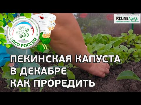 пекинская капуста осенью в теплице пекинская капуста осенью в теплице