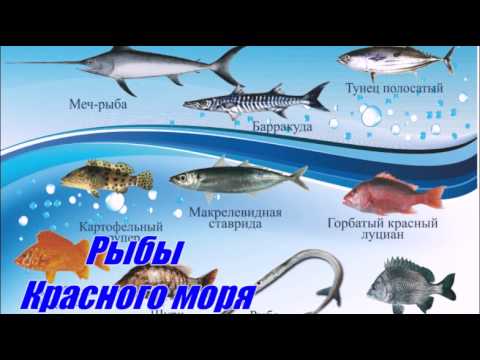 клев рыбы на эту неделю клев рыбы на эту неделю