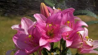 Flowers and Water - Flowers Slow Motion Scene, HD Video - Trailer