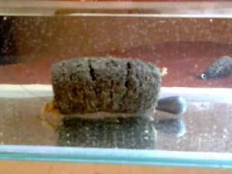 Донная кормушка в аквариум