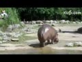 Pierdzący Hipopotam