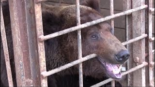 Узник придорожной клетки: в Прикамье спасают брошенного медведя (05.07.2019 12:58)