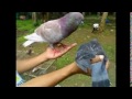 Image Burung Merpati Balap Juara Sprint Burung Dara Balap Juara