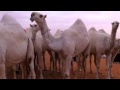 منقية المواط و شيلة روعة من المبدع خالد العذب