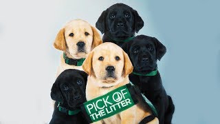 Pick of the Litter - Official Trailer