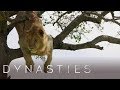 Un lion bloqué dans un arbre Un lion bloqué dans un arbre