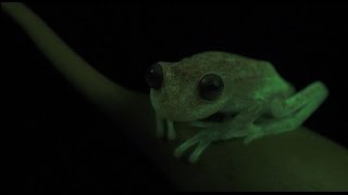Светящаяся в темноте лягушка найдена в Аргентине