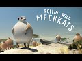 Rollin Safari, Meerkats