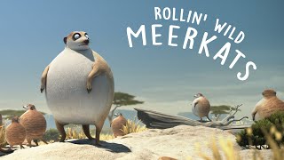 Rollin' Safari - 'Meerkats'