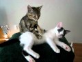 Kitten Video, Massage Therapy