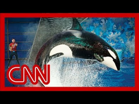 SeaWorld releases video of 2006 killer whale attack
