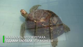 Копилка под панцирем: хирурги спасли черепаху, проглотившую 5 кг монет