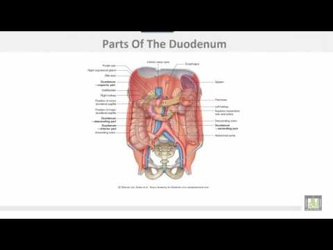Anatomy 1 | C2 - L8 | Small intestine
