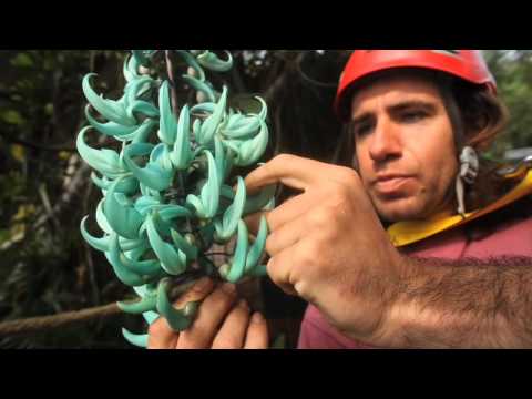 Eden Project's rare vine in rainforest biome