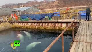 Косатки и белухи до сих пор остаются в «китовой тюрьме» под Находкой (01.03.2019 18:49)