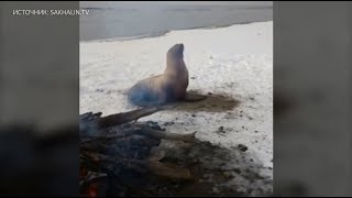 Сахалинцы попытались согреть у костра вышедшего на берег тюленя