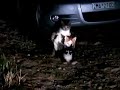 Image Gates Partouza Γατο Παρτουζα Triple Cat