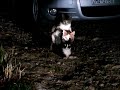 Picture Gates Partouza Γατο Παρτουζα Triple Cat