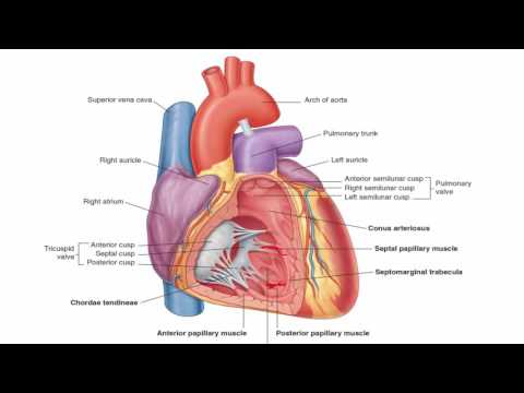 Anatomy 1 | C1 - L9 | Interior of the Heart