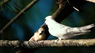 MIDWAY film trailer by Chris Jordan