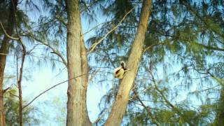 Islands of Lemurs Madagascar Official Trailer