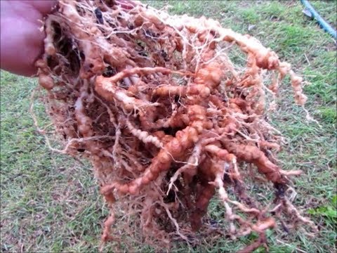Root knot nematodes –