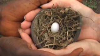 Trailer for "Divine Sparks" Film by Imogene Drummond