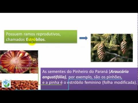 Reino Plantae - Pteridófitas, Gimnospermas e Angiospermas