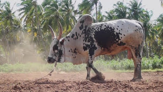 jallikattu theni thimil short film trailer