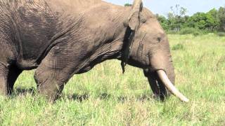 Musth movie