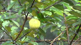 Camiguin Hanging Parrot