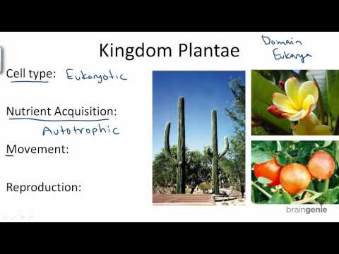 13 1 8 Kingdom Plantae