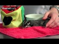 How Well Do Sugar Gliders Get Along with Other Pets? | Sugar Gliders