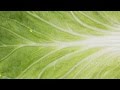 Feuille de chou