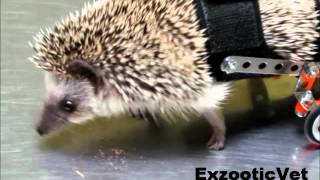 HEDGIE IN WHEELCHAIR / Erizo de tierra silla de ruedas ..www.exzooticvet.cl Chile 2012