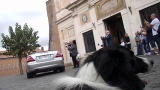 Wedding Trailer con cane al matrimonio wedding dog sitter border collie