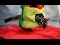 Do Sugar Gliders Make Good Pets?