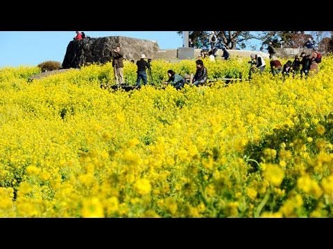 立春　早咲きの菜の花が満開／神奈川県二宮町