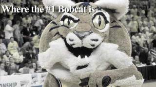 boomer the bobcat