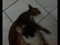 Image Ariel Vs Aura Kasih 3gp