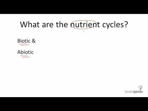 17.2 Nutrient Cycle