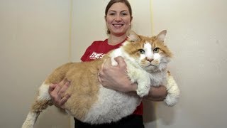17kgのデブ猫。ちなみに猫の平均体重は4kg前後