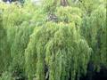 WEEPING WILLOW TREE CLINCH MOUNTAIN SWEETHEARTS