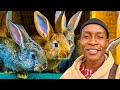 How to Make Millions with Rabbit Farming in Africa