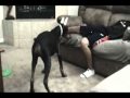 Cão que morde Cão que morde