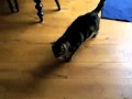 Cat Playing "I Spy"